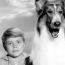 Timmy Reveals The Truth – “Lassie pushed me in the well”
